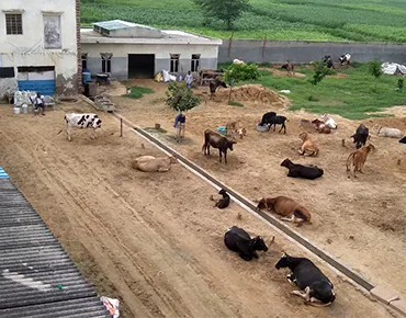 Gau Niketan